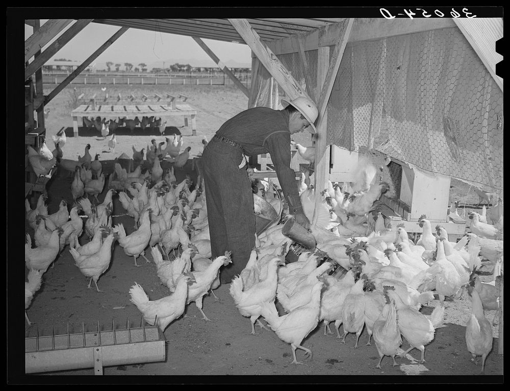 Member of the Arizona part-time farms feeding chickens. Maricopa County, Arizona. Poultry raising is one of the mainstays of…