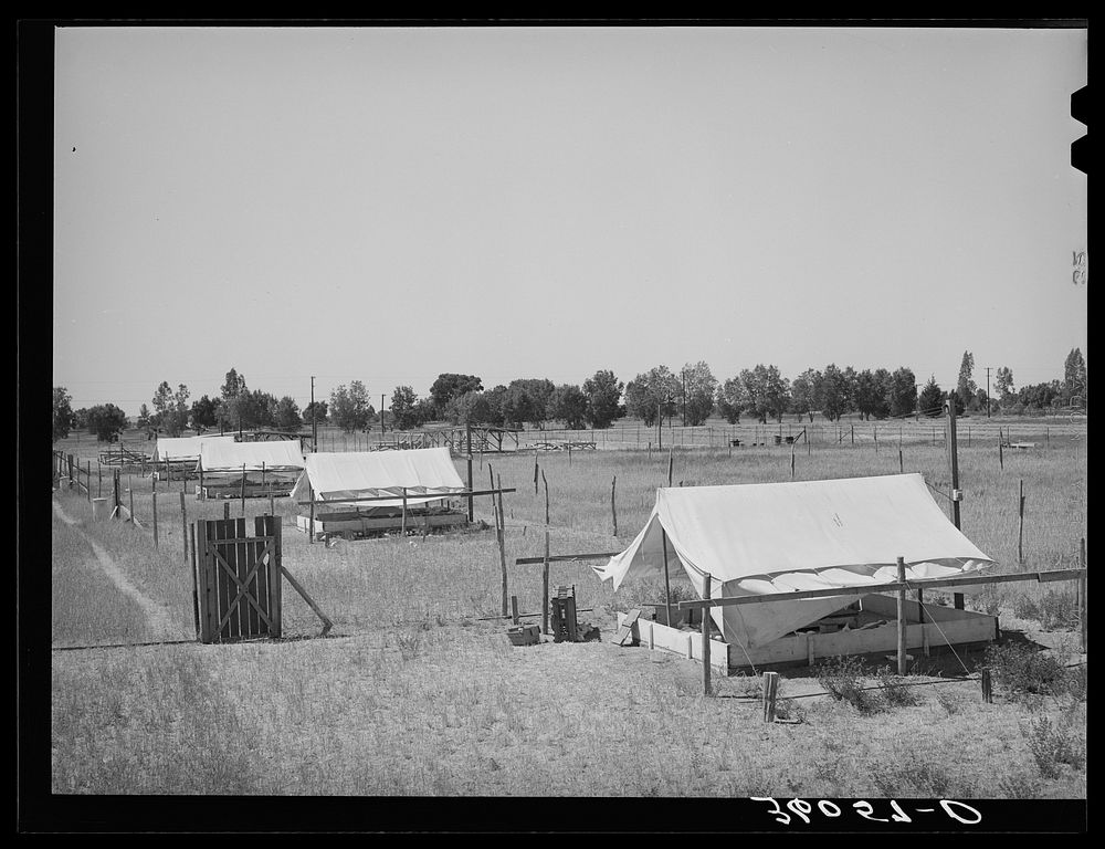 Brooder tents for chickens on the Arizona part-time farms. Maricopa County, Chandler Unit, Arizona by Russell Lee