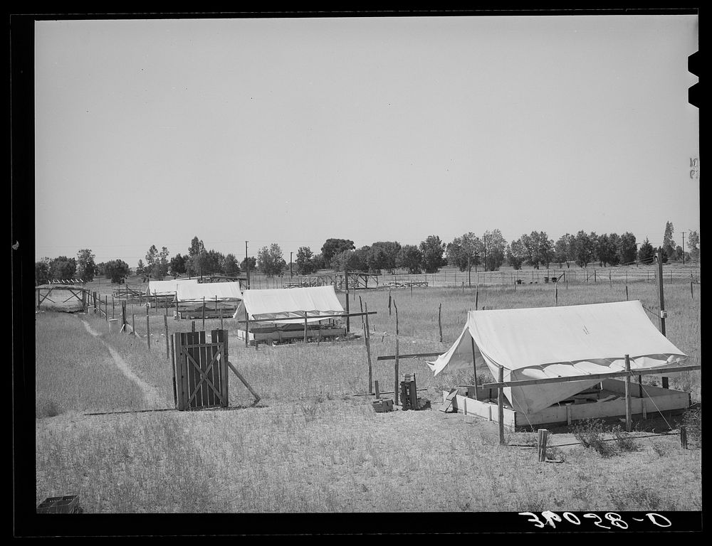 [Untitled photo, possibly related to: Brooder tents for chickens on the Arizona part-time farms. Maricopa County, Chandler…