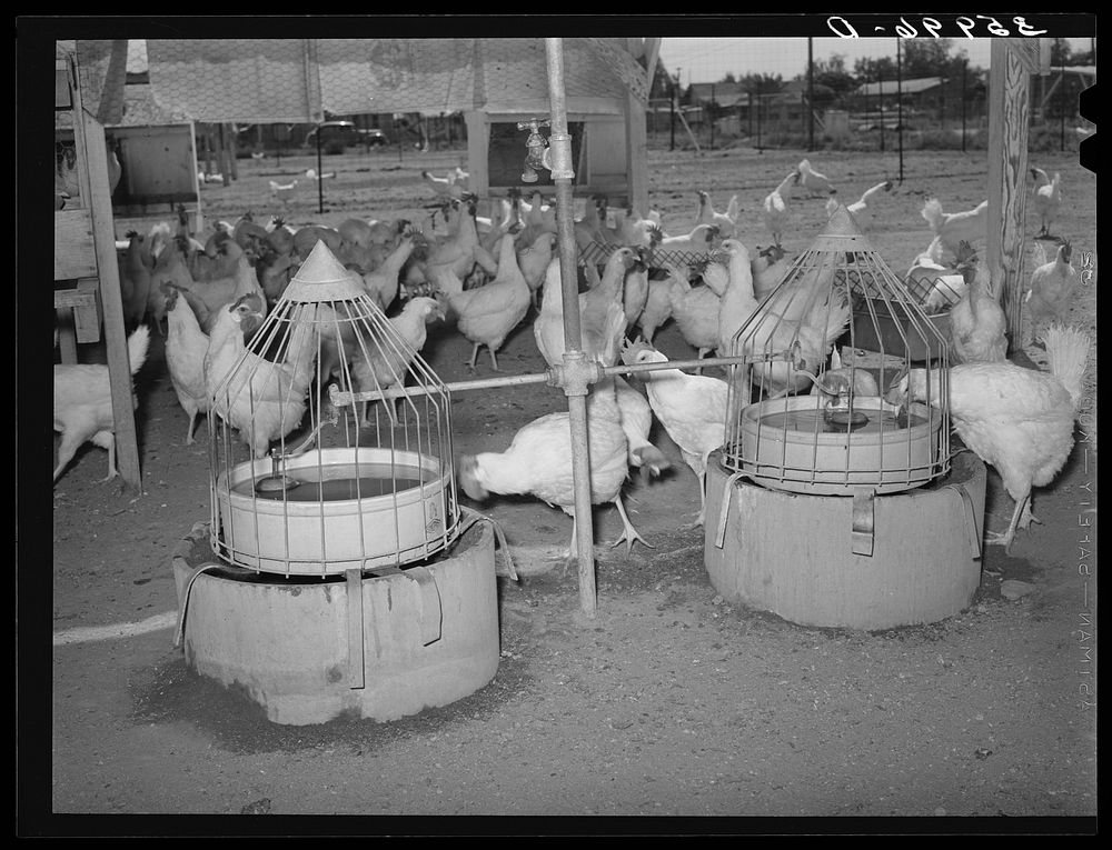 Drinking fountains for chickens on the Arizona part-time farms. Chandler Unit, Maricopa County, Arizona by Russell Lee