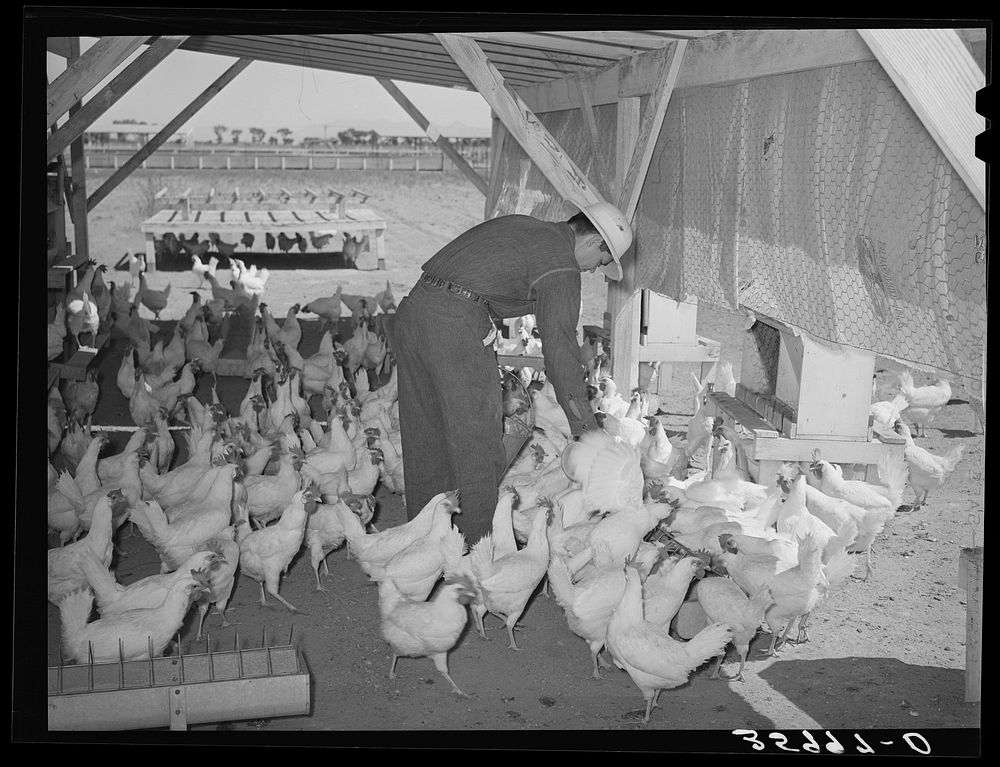 [Untitled photo, possibly related to: Flock of chickens on the Arizona part-time farm. Maricopa County, Arizona] by Russell…