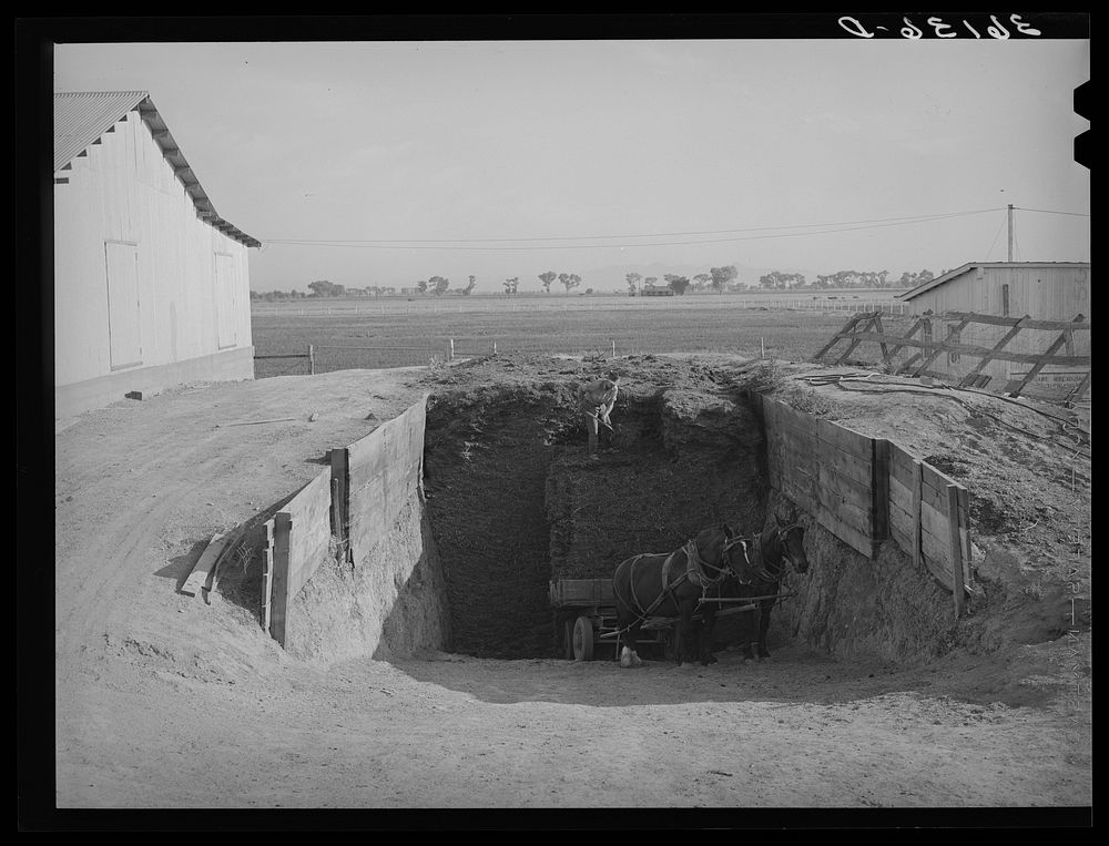 Loading silage into wagon from trench silo. Arizona part-time farms, Chandler Unit, Maricopa County, Arizona by Russell Lee