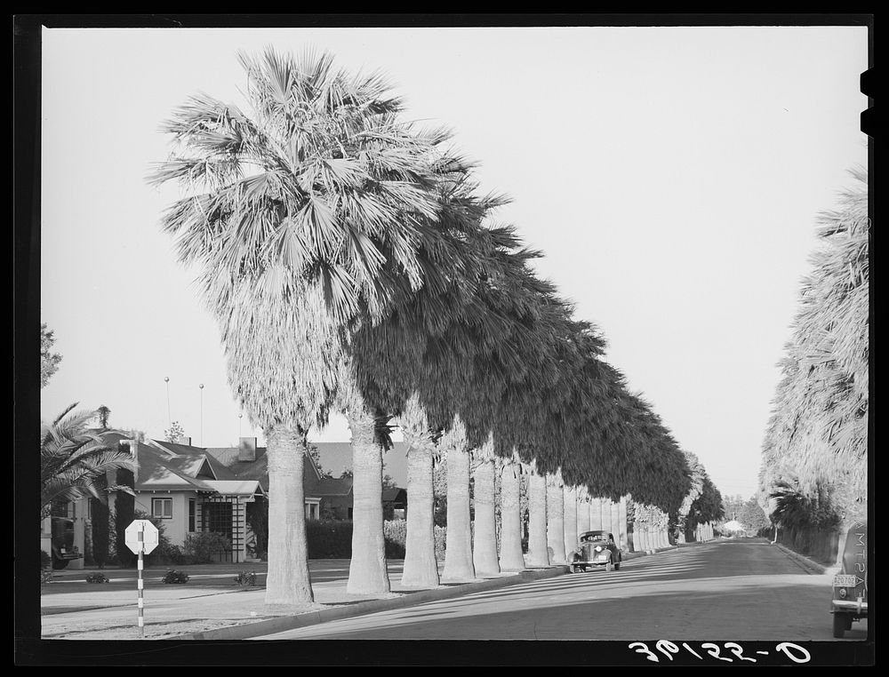 Avenue of palms line the residential streets of Phoenix, Arizona by Russell Lee