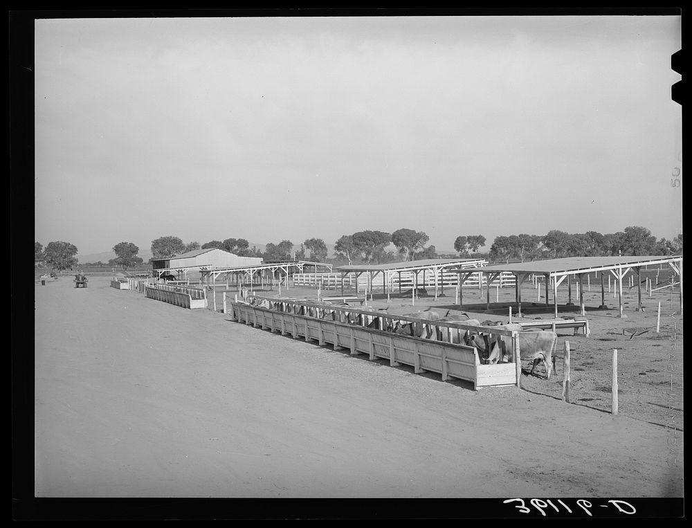Feed troughs and shelters for cattle at the Arizona part-time farms. Chandler Unit, Maricopa County, Arizona by Russell Lee