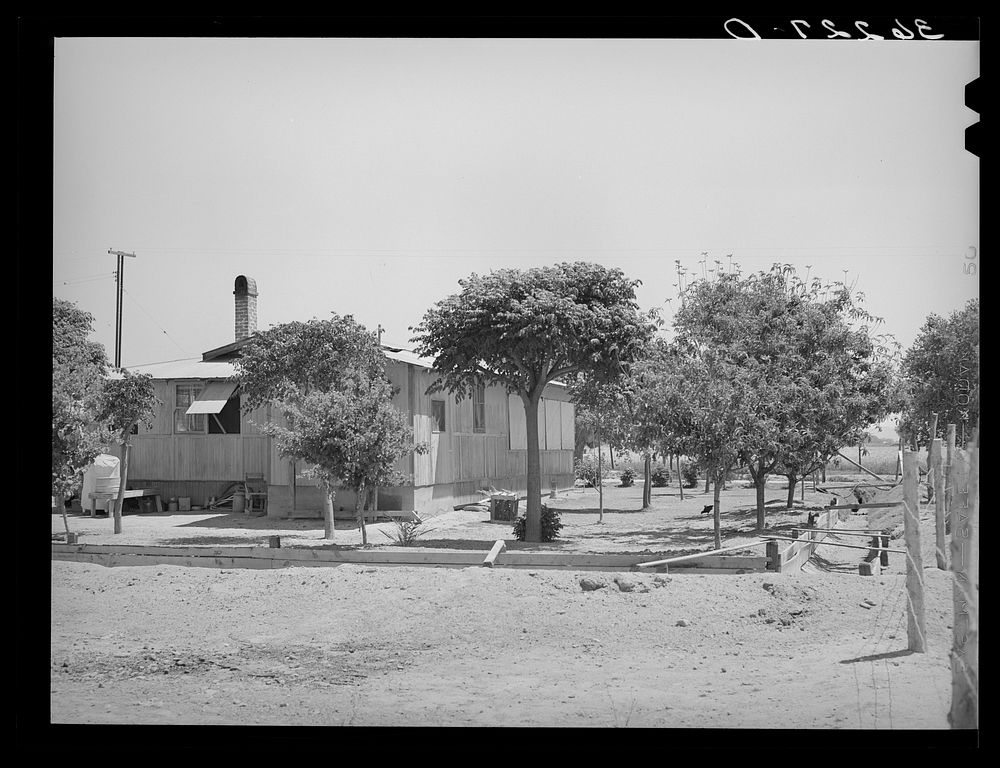 Yard and house of tenant purchase client showing irrigation system for flowers, trees and lawn. Maricopa County, Arizona by…