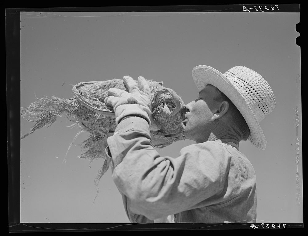 Member of the Casa Grande Valley Farms, Pinal County, Arizona, drinking from water bottle while in the hay field by Russell…