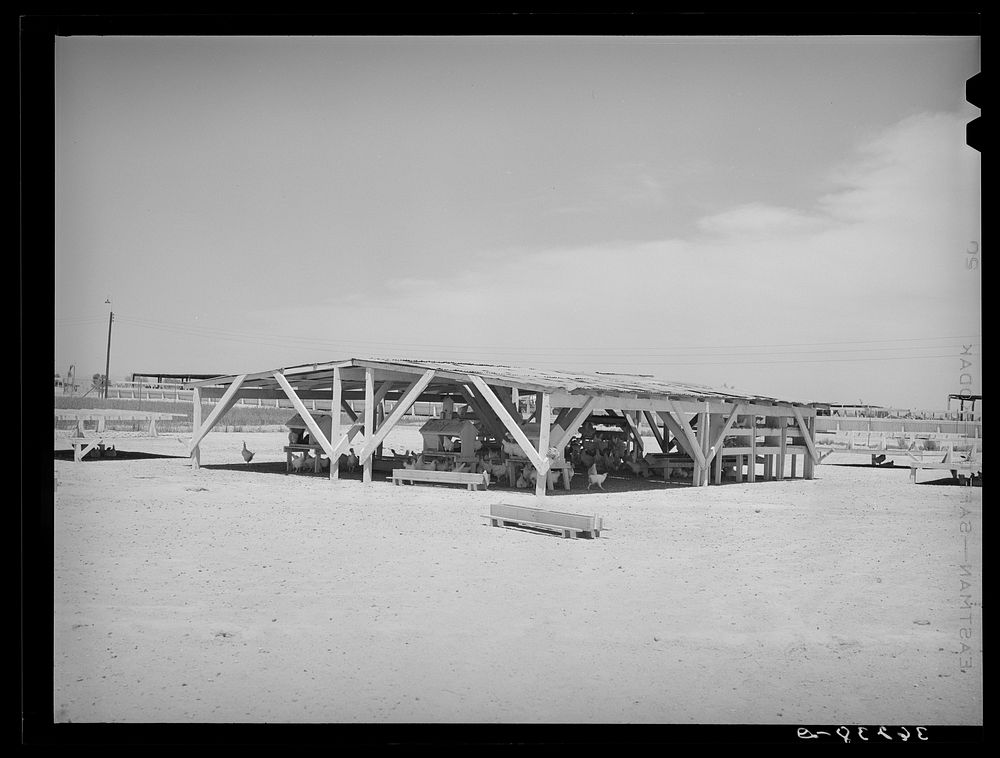 [Untitled photo, possibly related to: Chicken shelter on the Arizona part-time farms, Chandler Unit. Maricopa County…