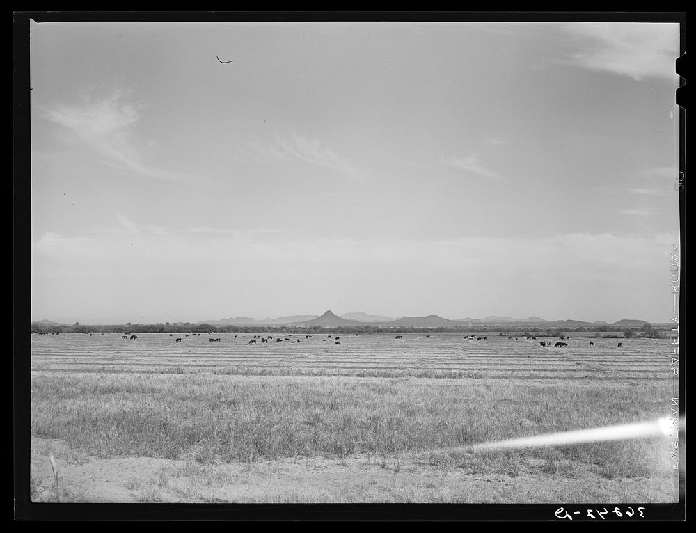 [Untitled photo, possibly related to: Range cattle at the Casa Grande Valley Farms. Pinal County, Arizona] by Russell Lee