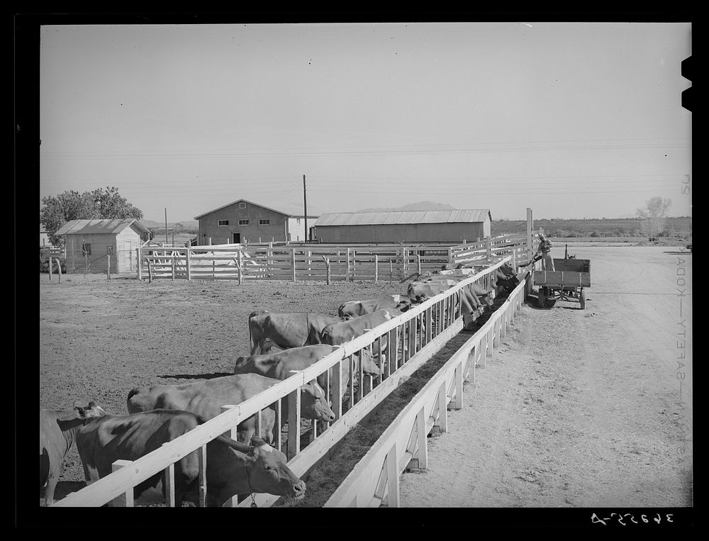 Dairy cattle at the feed troughs at Casa Grande Valley Farms. Pinal County, Arizona by Russell Lee