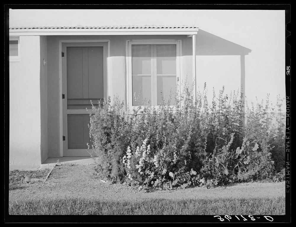 Bed of flowers at entrance to an apartment at the Arizona part-time farms. Maricopa County, Arizona by Russell Lee