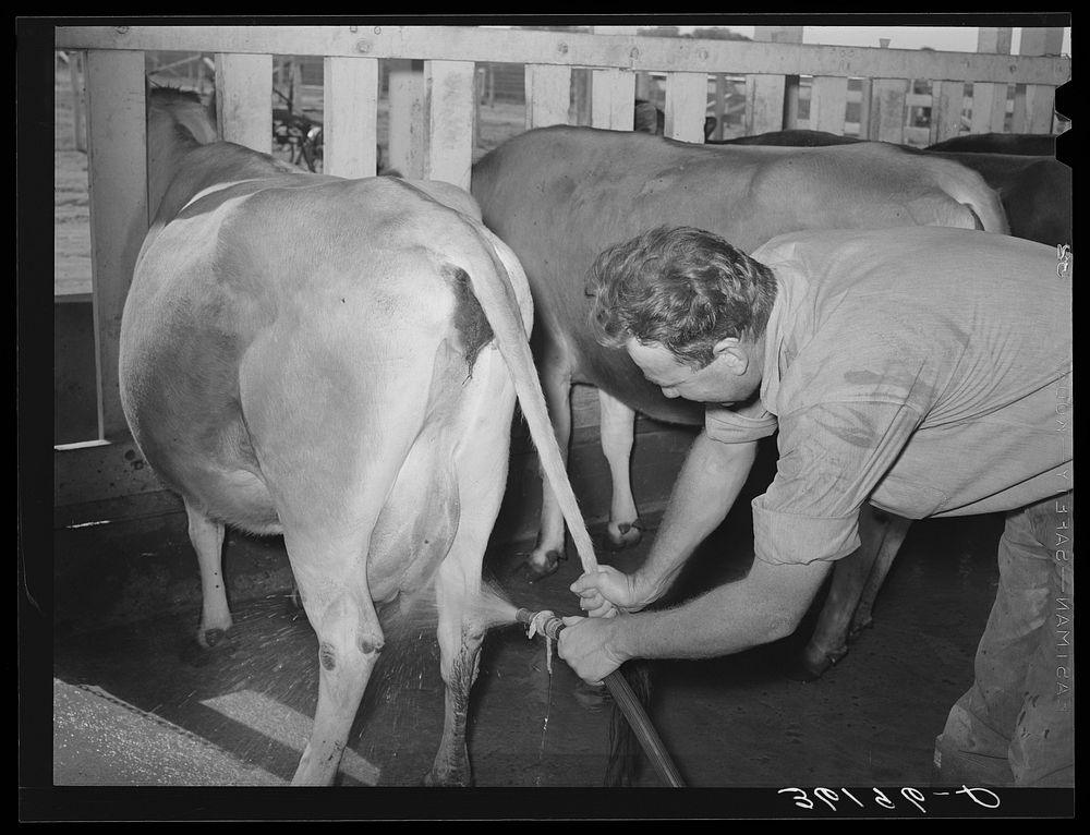 [Untitled photo, possibly related to: Member of the Arizona part-time farms milking. Chandler Unit, Maricopa County…