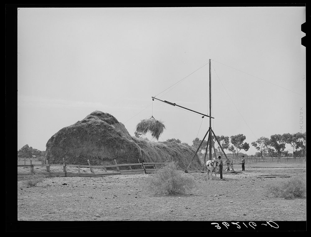 Putting up hay on farm in Maricopa County, Arizona by Russell Lee