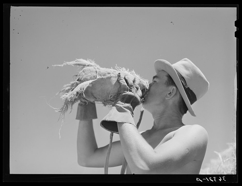 Man who is working in the hay field drinking from burlap-covered water bottle. Casa Grande Valley Farms, Arizona by Russell…
