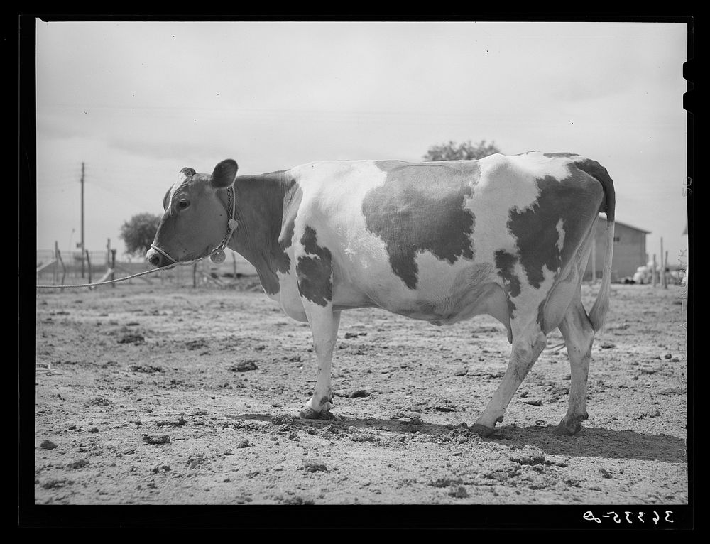 [Untitled photo, possibly related to: Guernsey cow at the Casa Grande Valley Farms. Pinal County, Arizona. In 316 days she…