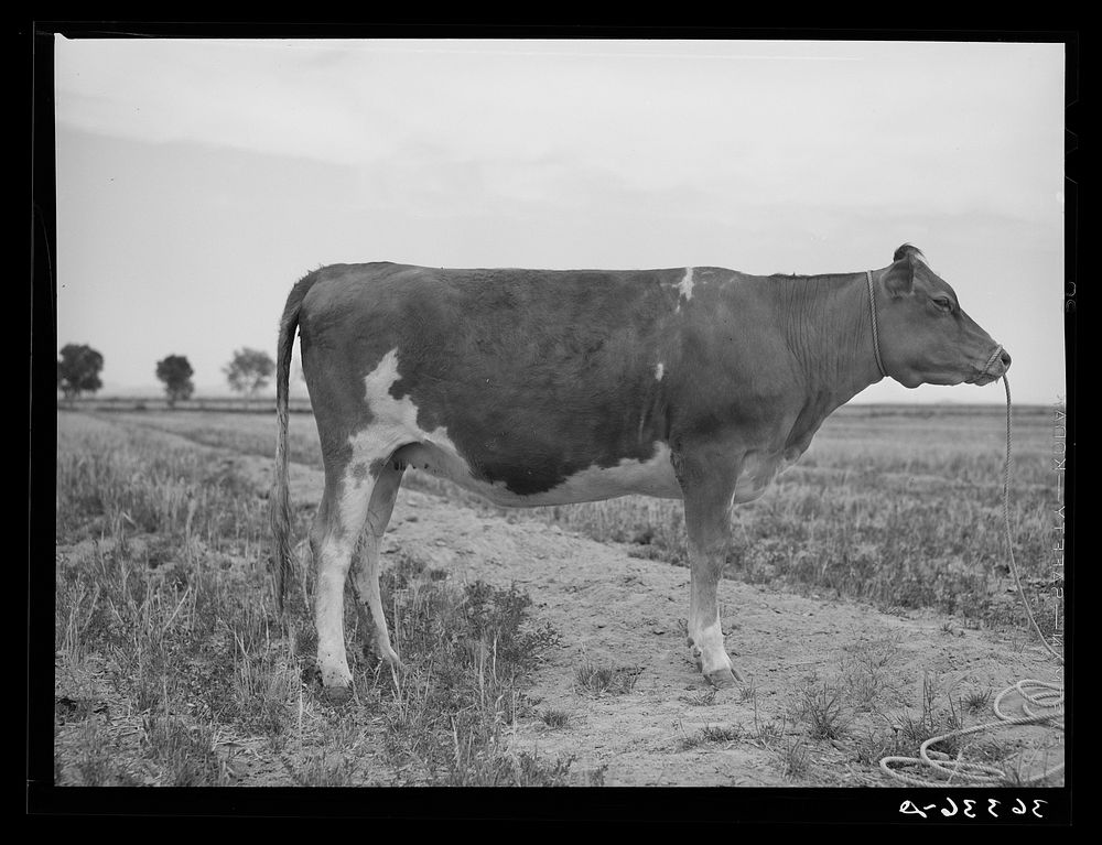 [Untitled photo, possibly related to: Guernsey heifer at the Casa Grande Valley Farms. Pinal County, Arizona. Her dam on…