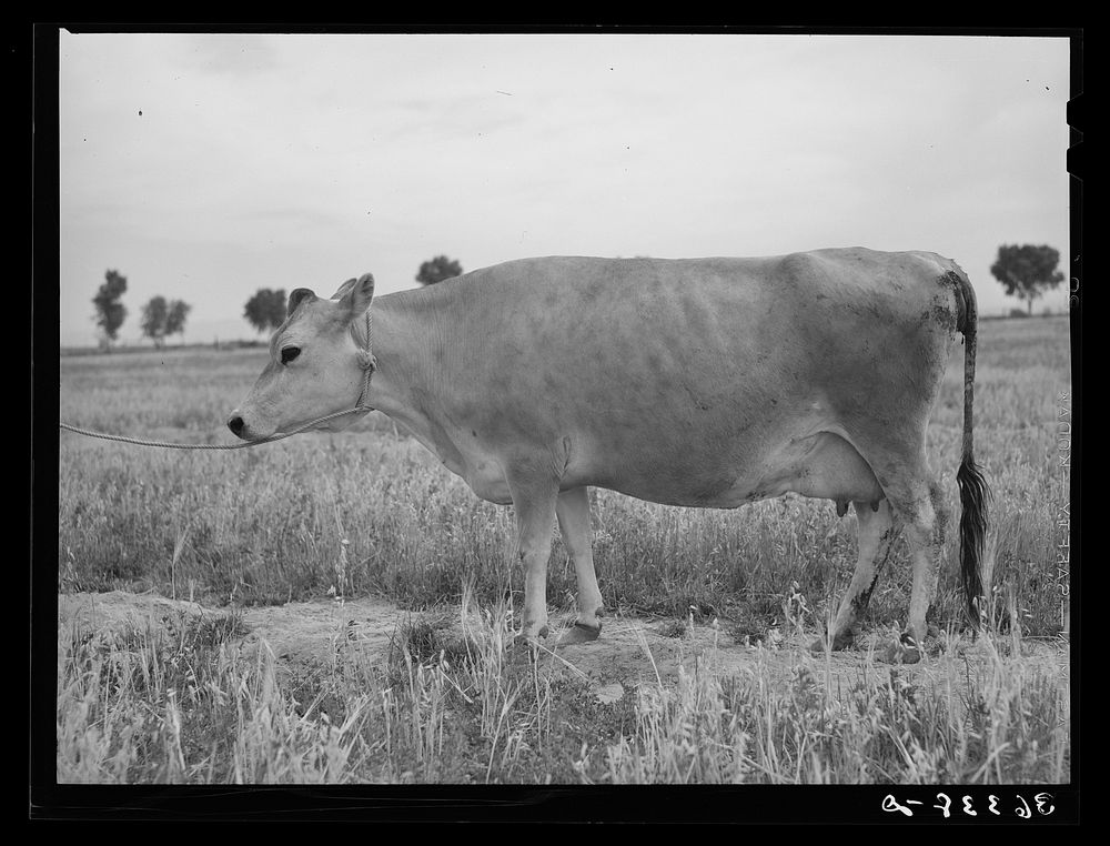 Jersey cow at the Casa Grande Valley Farms. Pinal County, Arizona. Name of the cow: Ronald's Sybil Frosty. Record: for 365…