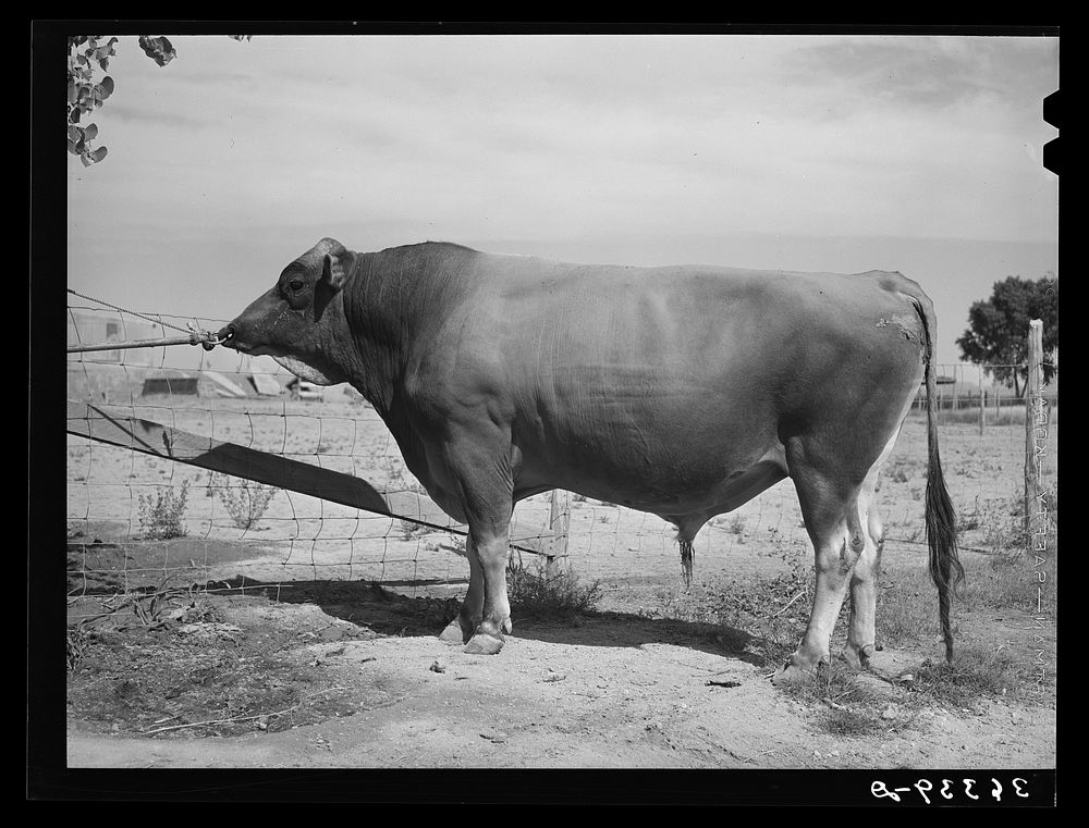 [Untitled photo, possibly related to: Senator Sybil Eminent, Jersey herd bull at the Casa Grande Valley Farms. Pinal County…