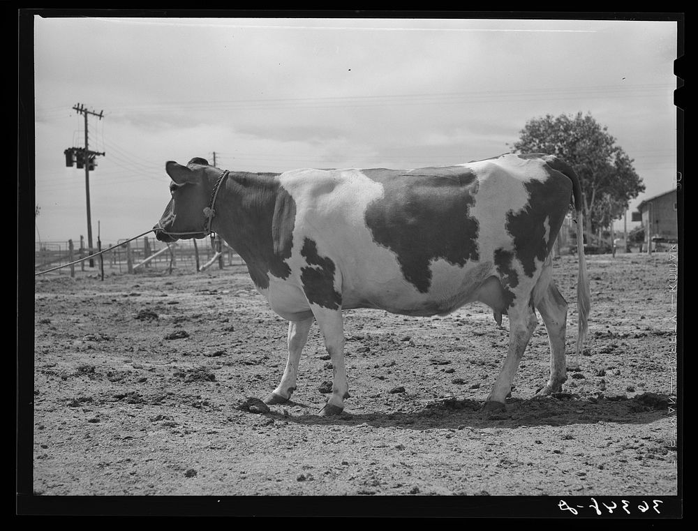 Guernsey cow at the Casa Grande Valley Farms. Pinal County, Arizona. In 316 days she yielded 472 pounds of butterfat by…