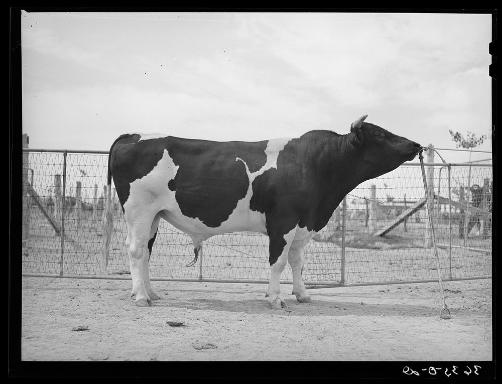 [Untitled photograph, possibly related to: Pedigreed Holstein herd bull at the Casa Grande Valley Farms. Pinal County…