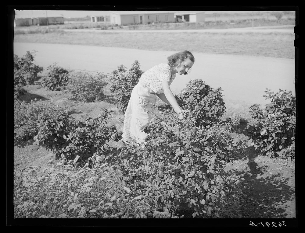 Picking roses from her flower garden at the Casa Grande Valley Farms. Pinal County, Arizona by Russell Lee