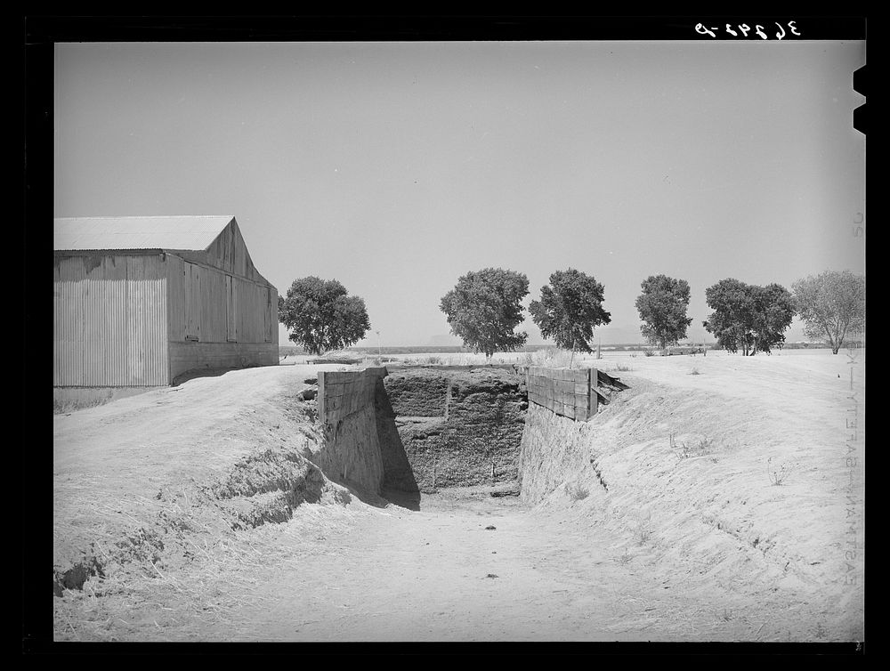 Trench silo for cattle feed at the Casa Grande Valley Farms. Pinal County, Arizona by Russell Lee