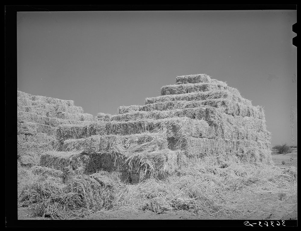 Baled hay at the Casa Grande Valley Farms. Pinal County, Arizona by Russell Lee