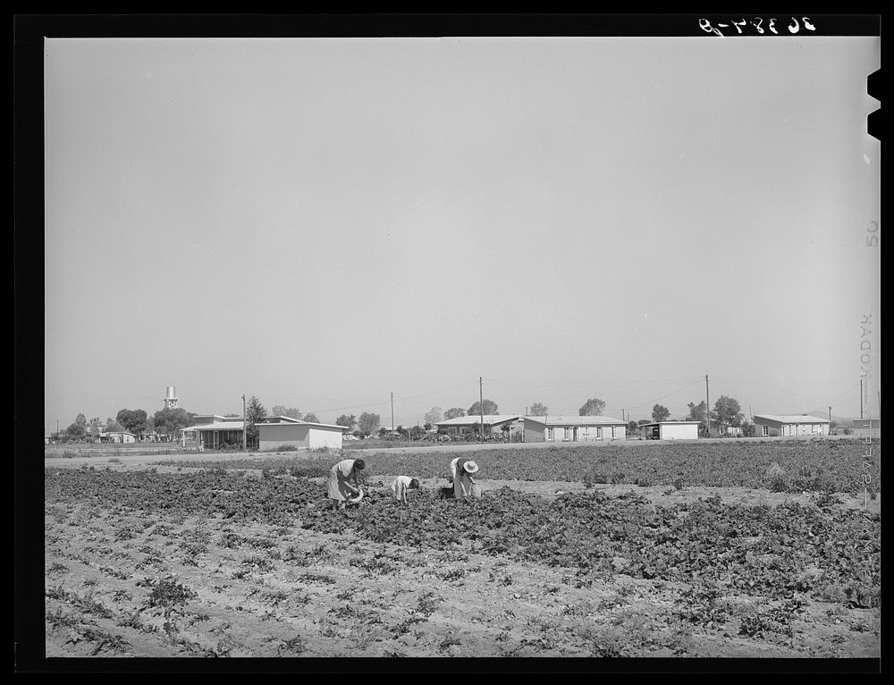 Picking vegetables in the community garden at the Casa Grande Valley Farms. Pinal County, Arizona by Russell Lee