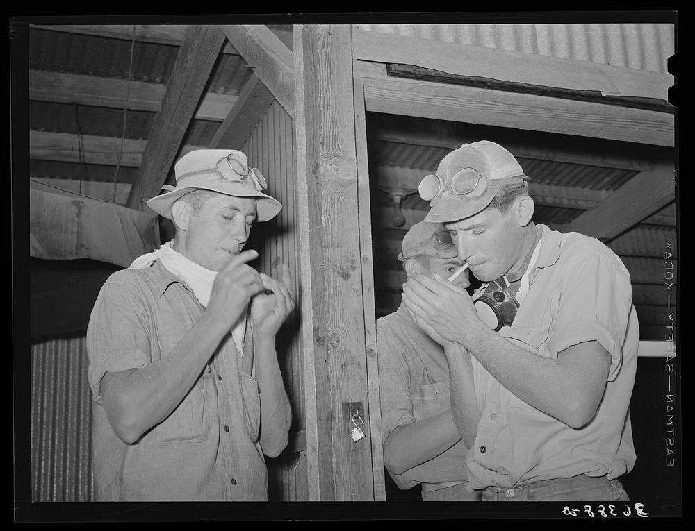 Workers on the hay-gathering and chopping machine taking time out for a cigarette. The goggles and masks are essential…