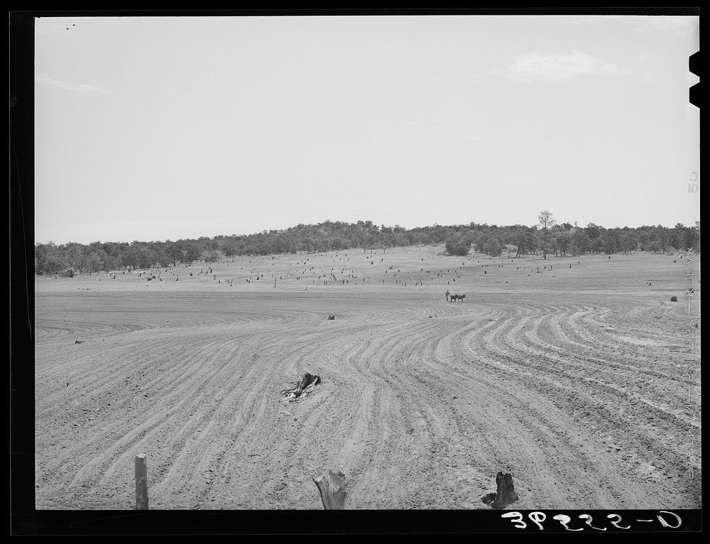 Jack Whinery plowing with burros. Pie Town, New Mexico. This is typical valley farming land in this section by Russell Lee