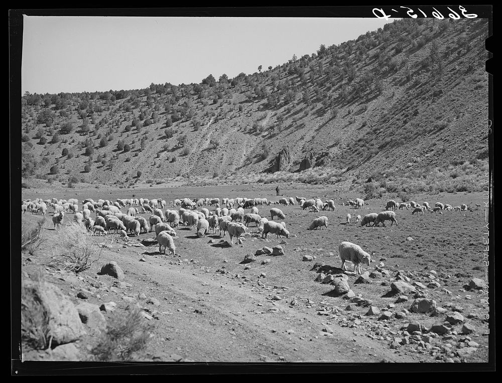 Sheep on the range. Catron County, New Mexico by Russell Lee