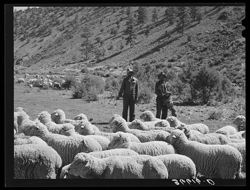 Rancher and sheep herder with their sheep. Catron County, New Mexico by Russell Lee