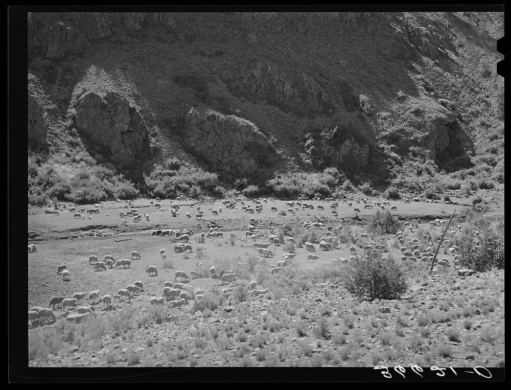 Sheep on the range. Catron County, New Mexico by Russell Lee