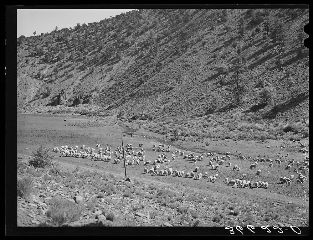 Sheep on the range. Catron County, New Mexico by Russell Lee