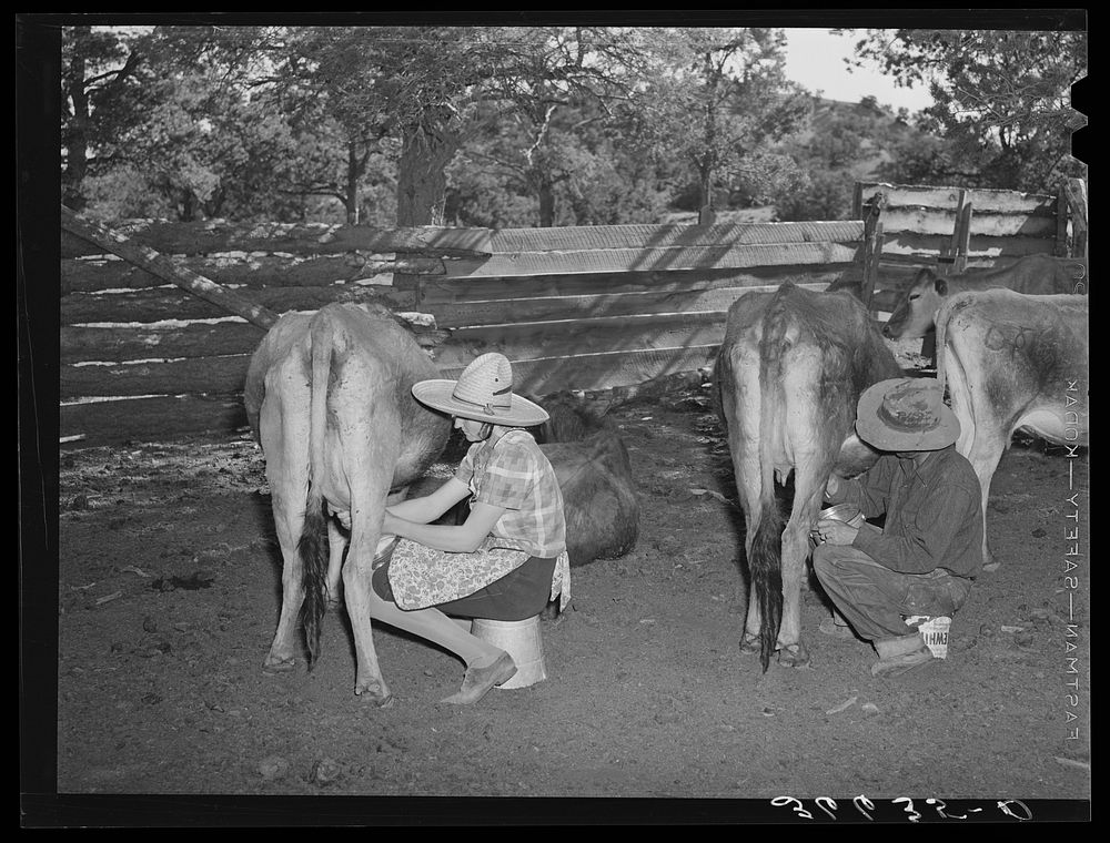 Mr. and Mrs. Caudill milking. They have six cows, two calves, and have milk for their own use and sell cream to the creamer…