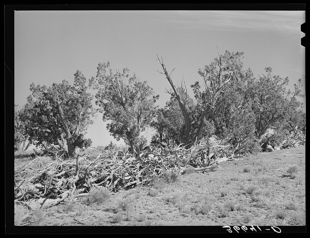 Fence made of dead trees and brush. Pie Town, New Mexico by Russell Lee