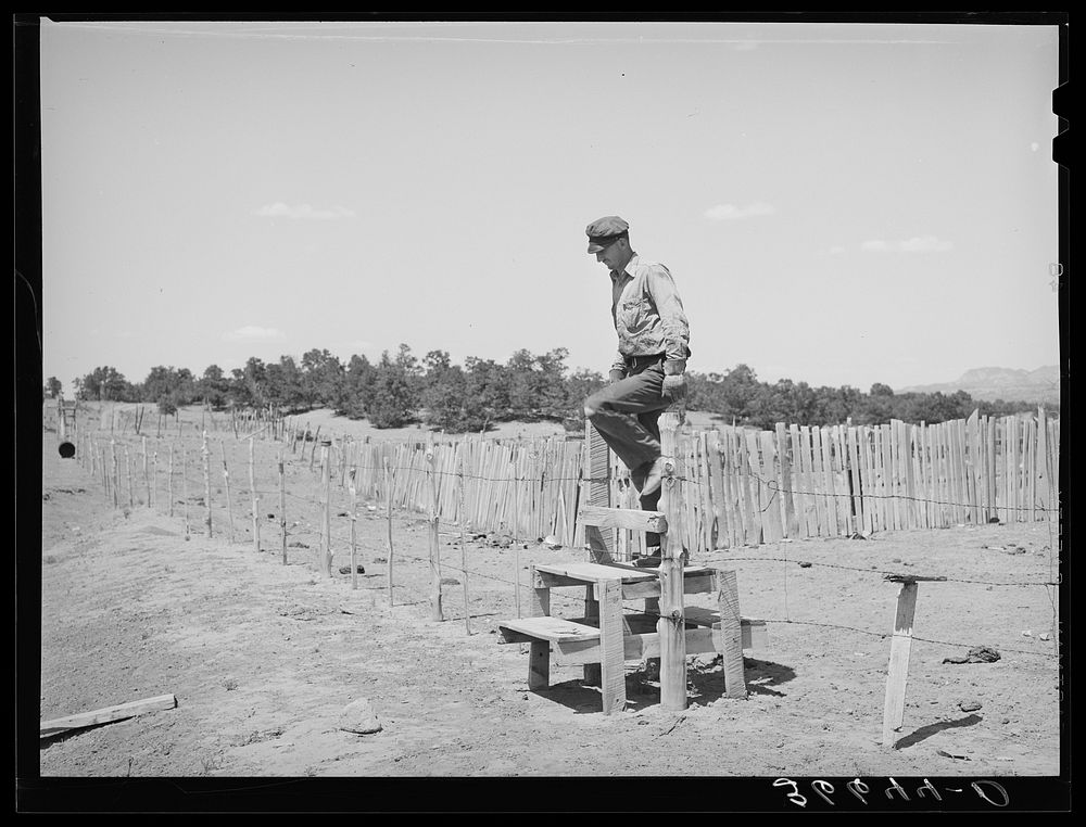 Farmer coming across stile on his farm. Pie Town, New Mexico by Russell Lee