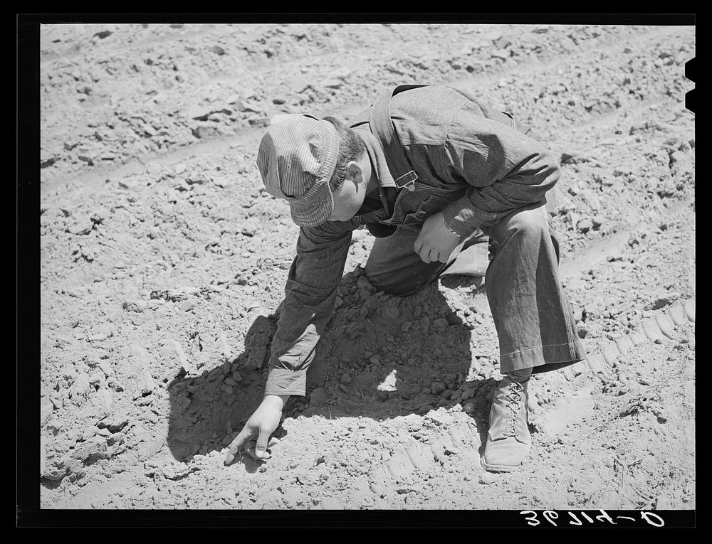 George Hutton examining ground to see if beans are sprouting. Pie Town, New Mexico by Russell Lee