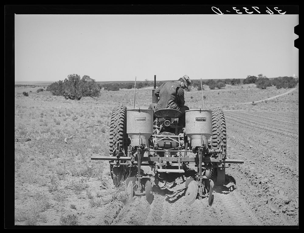 George Hutton, Jr., planting beans. Pie Town, New Mexico by Russell Lee