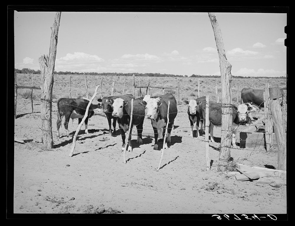 Part of the beef cattle herd on George Hutton's farm. Pie Town, New Mexico by Russell Lee