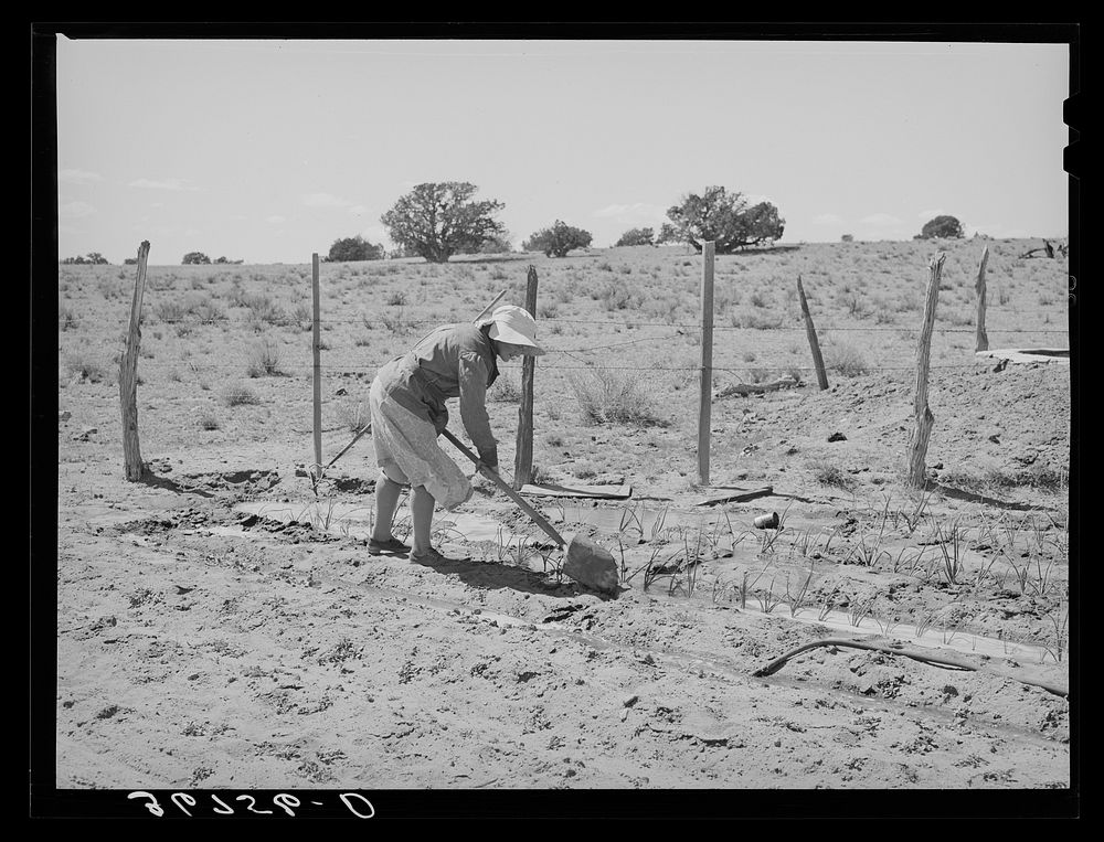 [Untitled photo, possibly related to: Mrs. George Hutton irrigating her garden. The Huttons have ample water at their farm.…