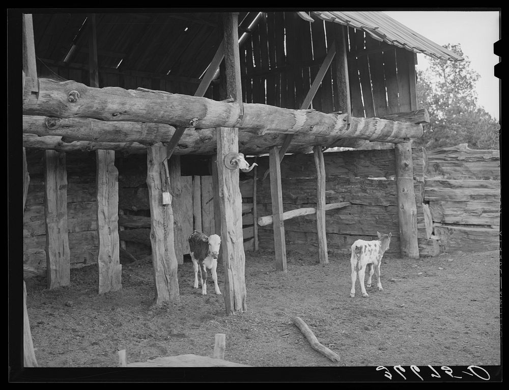 Calves in the slab barn of homesteader. Pie Town, New Mexico by Russell Lee