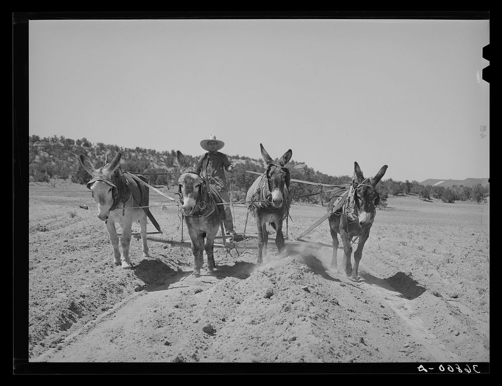 Mr. Leatherman, homesteader from Texas, building terraces with his burro. Pie Town, New Mexico by Russell Lee