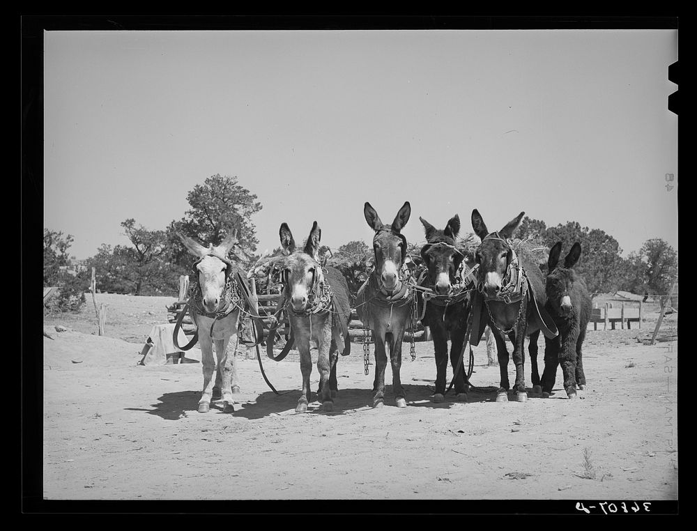 [Untitled photo, possibly related to: Burros and colt which are used for farm work on the homestead farm of Mr. Leatherman.…