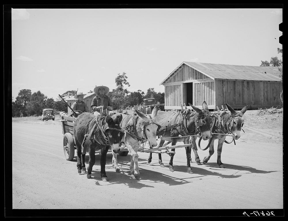 Mr. Leatherman and his son start home in their burro-drawn cart. Pie Town, New Mexico by Russell Lee
