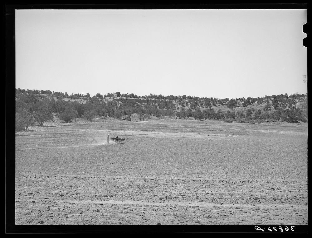 Building terraced with burros on homesteader's farm at Pie Town, New Mexico by Russell Lee