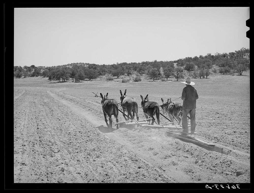 [Untitled photo, possibly related to: Mr. Leatherman terraces with four burros. Pie Town, New Mexico] by Russell Lee