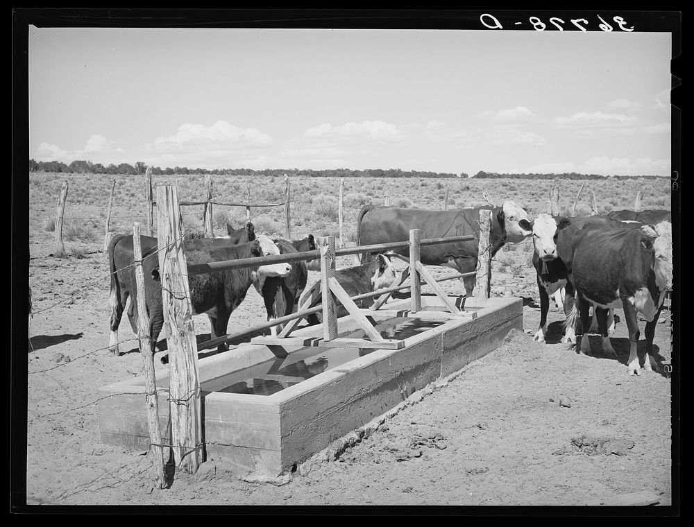 Beef cattle of George Hutton's at the water trough. Pie Town, New Mexico by Russell Lee
