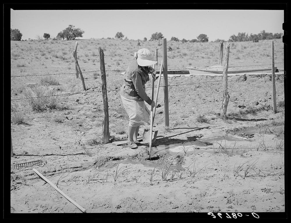 Mrs. Hutton irrigating her garden. Pie Town, New Mexico by Russell Lee