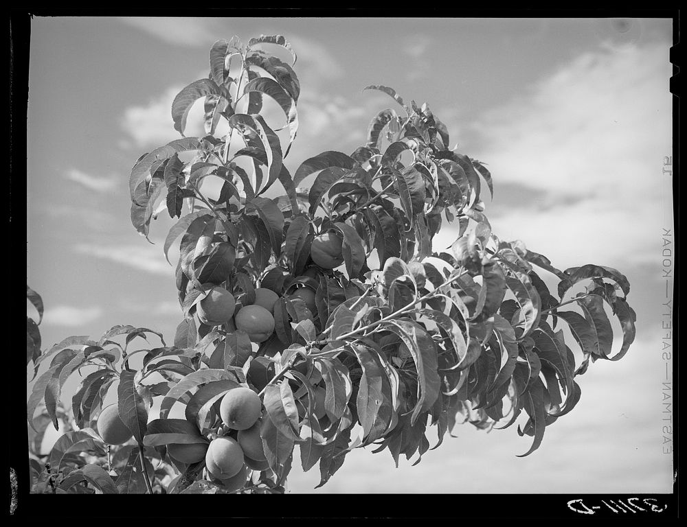 Peaches are grown at Dixon, New Mexico by Russell Lee