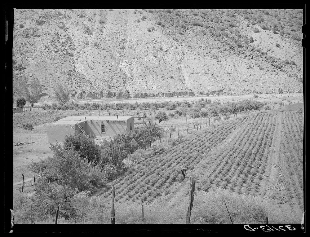 [Untitled photo, possibly related to: Adobe house and chili pepper field. Dixon, New Mexico] by Russell Lee